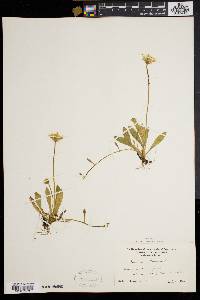 Hieracium pilosella image