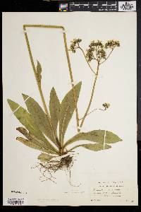 Hieracium caespitosum image