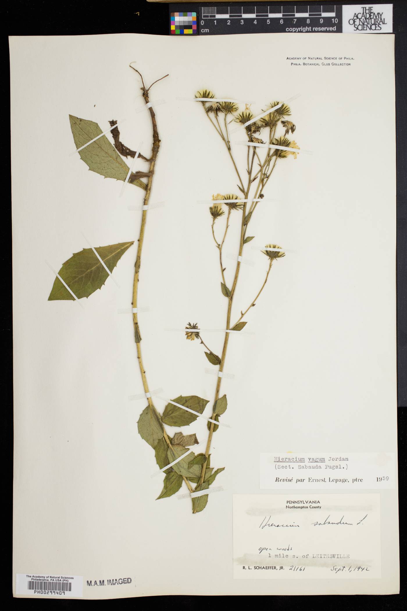 Hieracium vagum image