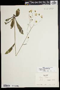 Hieracium venosum image