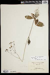 Hieracium venosum image