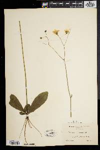 Hieracium venosum image