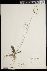 Hieracium venosum image