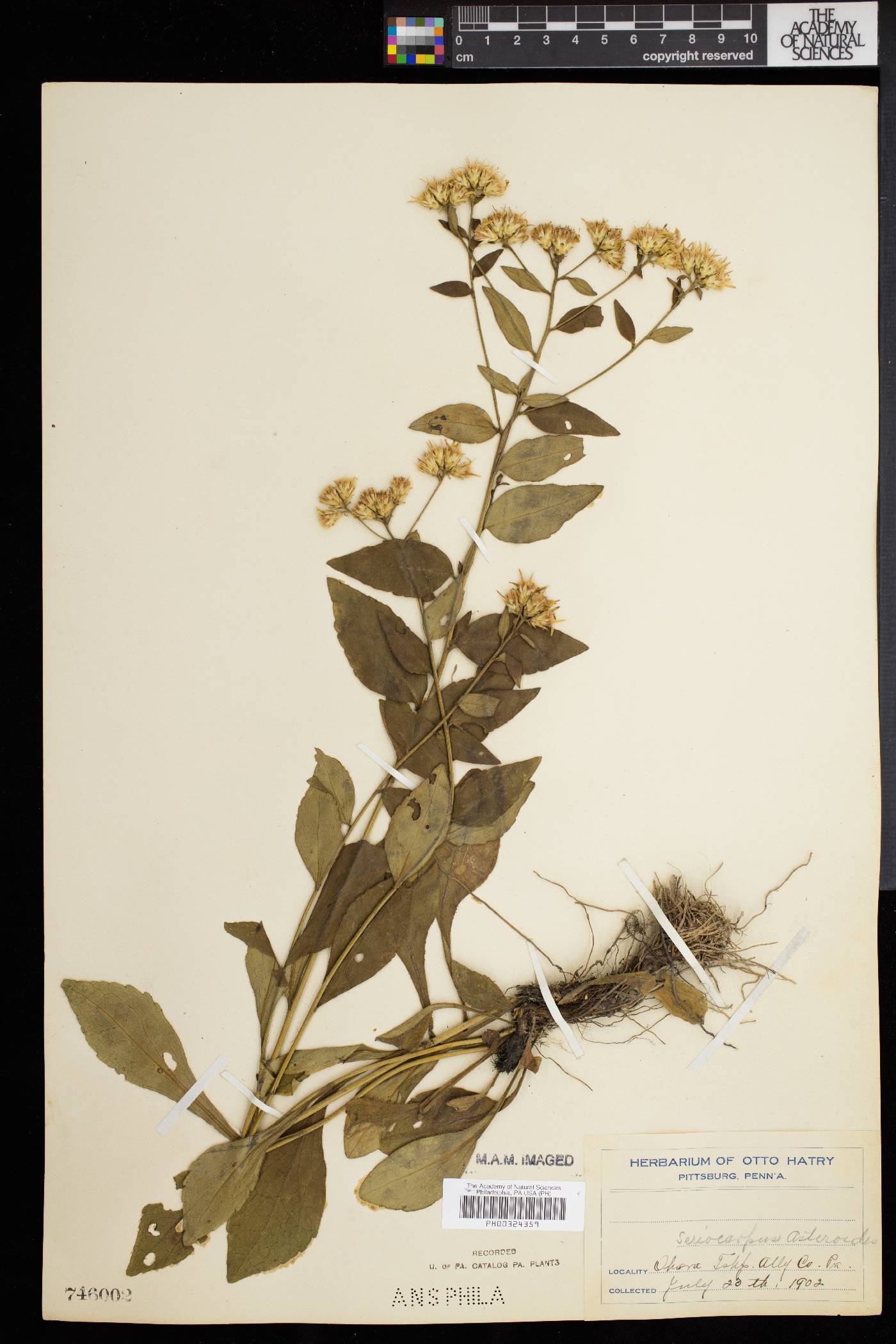 Sericocarpus asteroides image