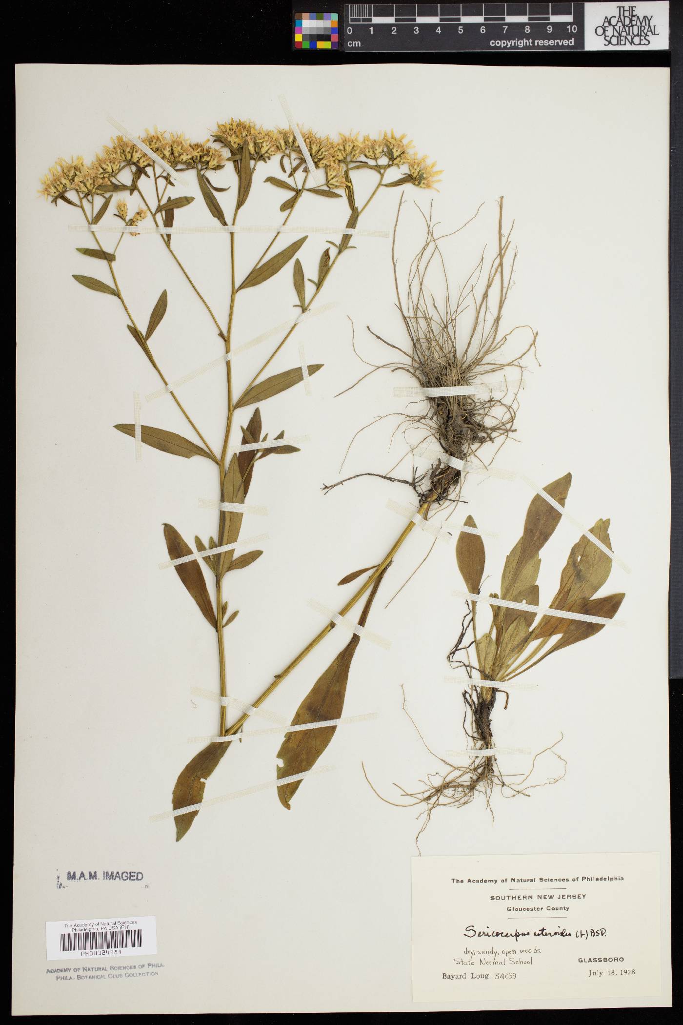 Sericocarpus asteroides image