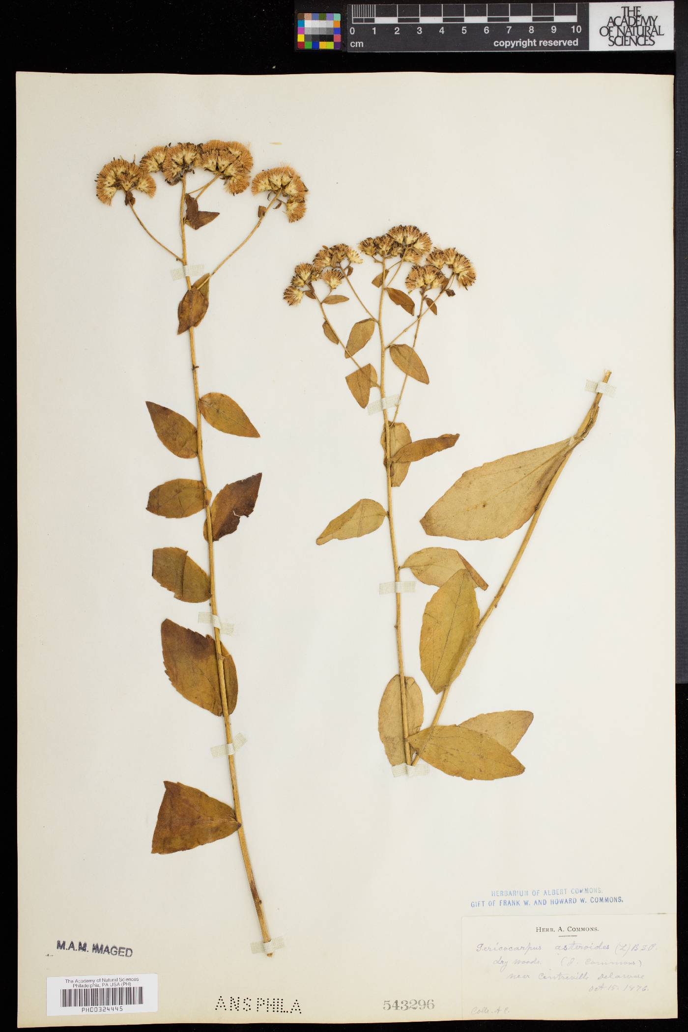 Sericocarpus asteroides image