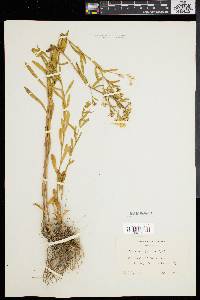 Sericocarpus linifolius image