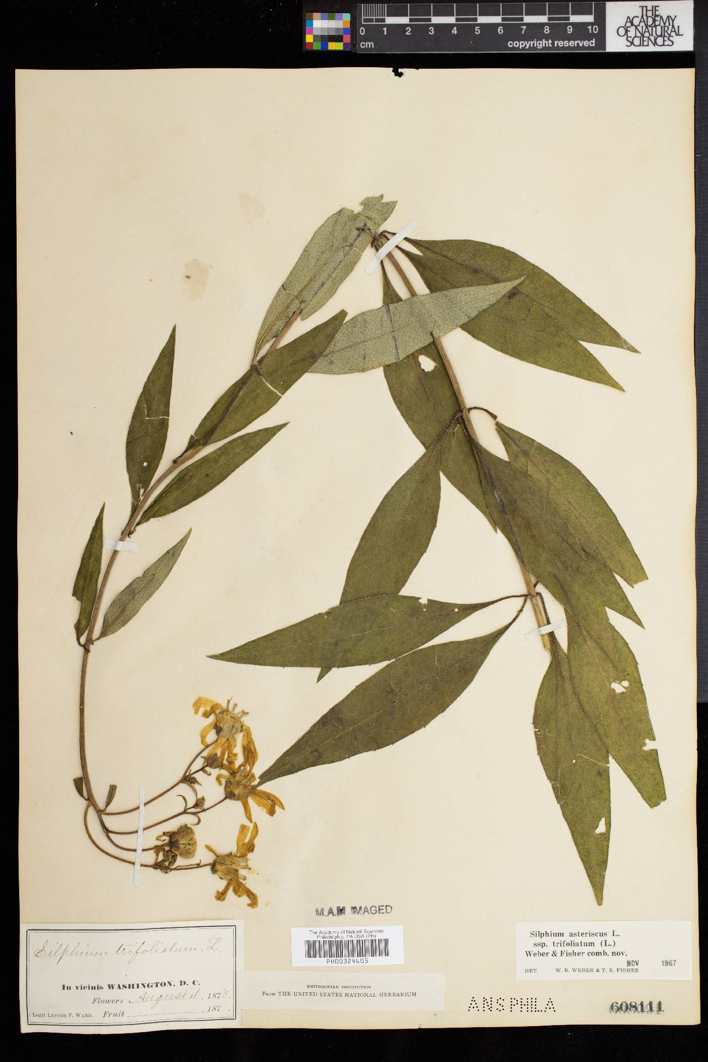 Silphium asteriscus var. trifoliatum image