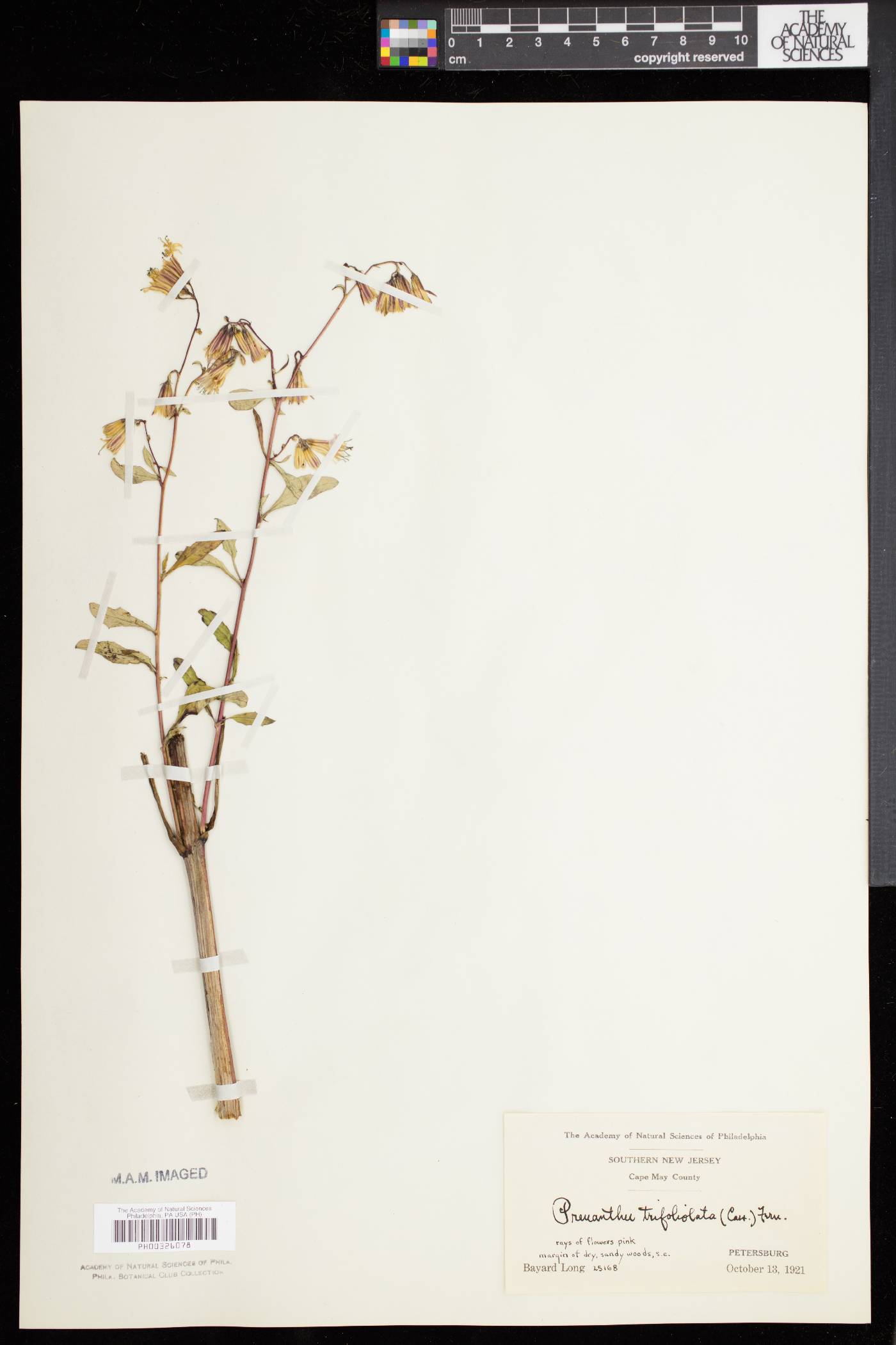 Nabalus trifoliolatus image