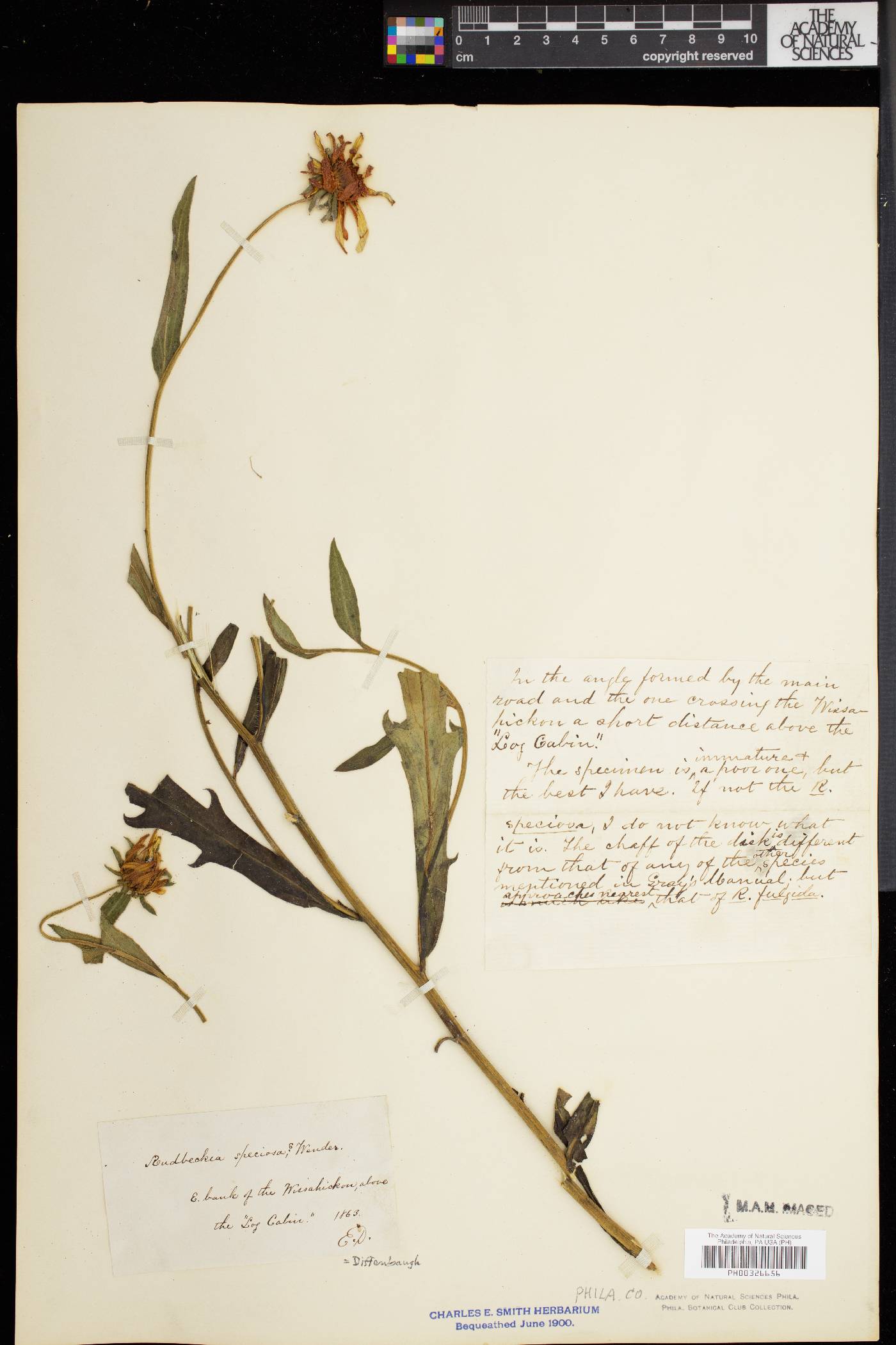 Rudbeckia fulgida var. speciosa image
