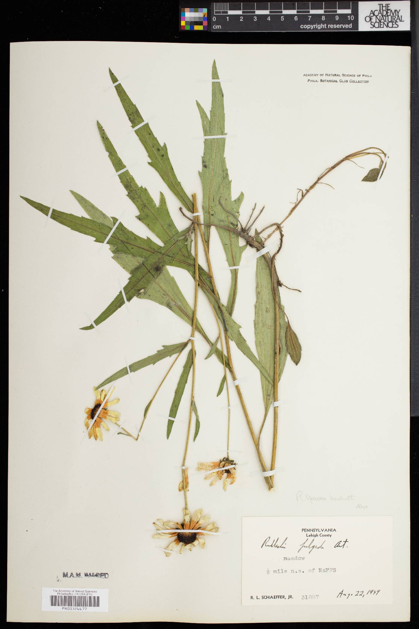 Rudbeckia fulgida var. speciosa image