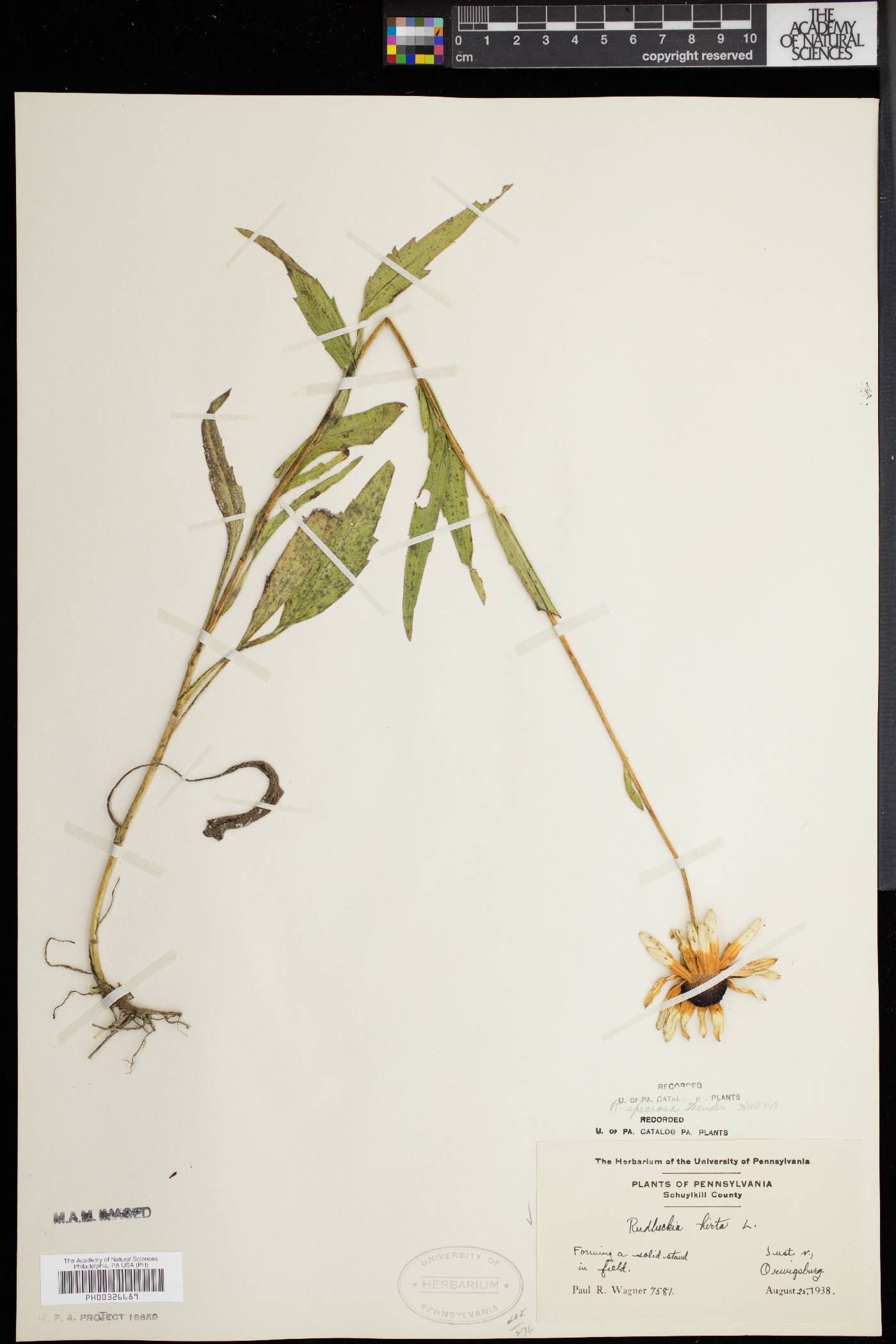 Rudbeckia fulgida var. speciosa image