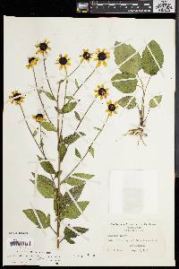 Rudbeckia triloba image