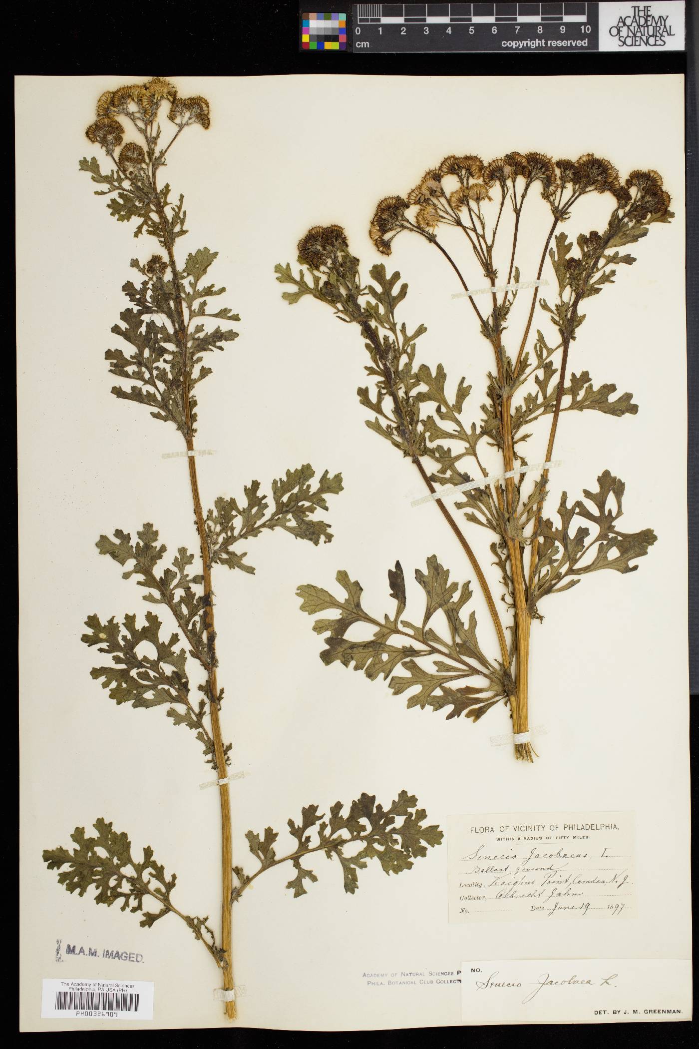 Senecio jacobaea image