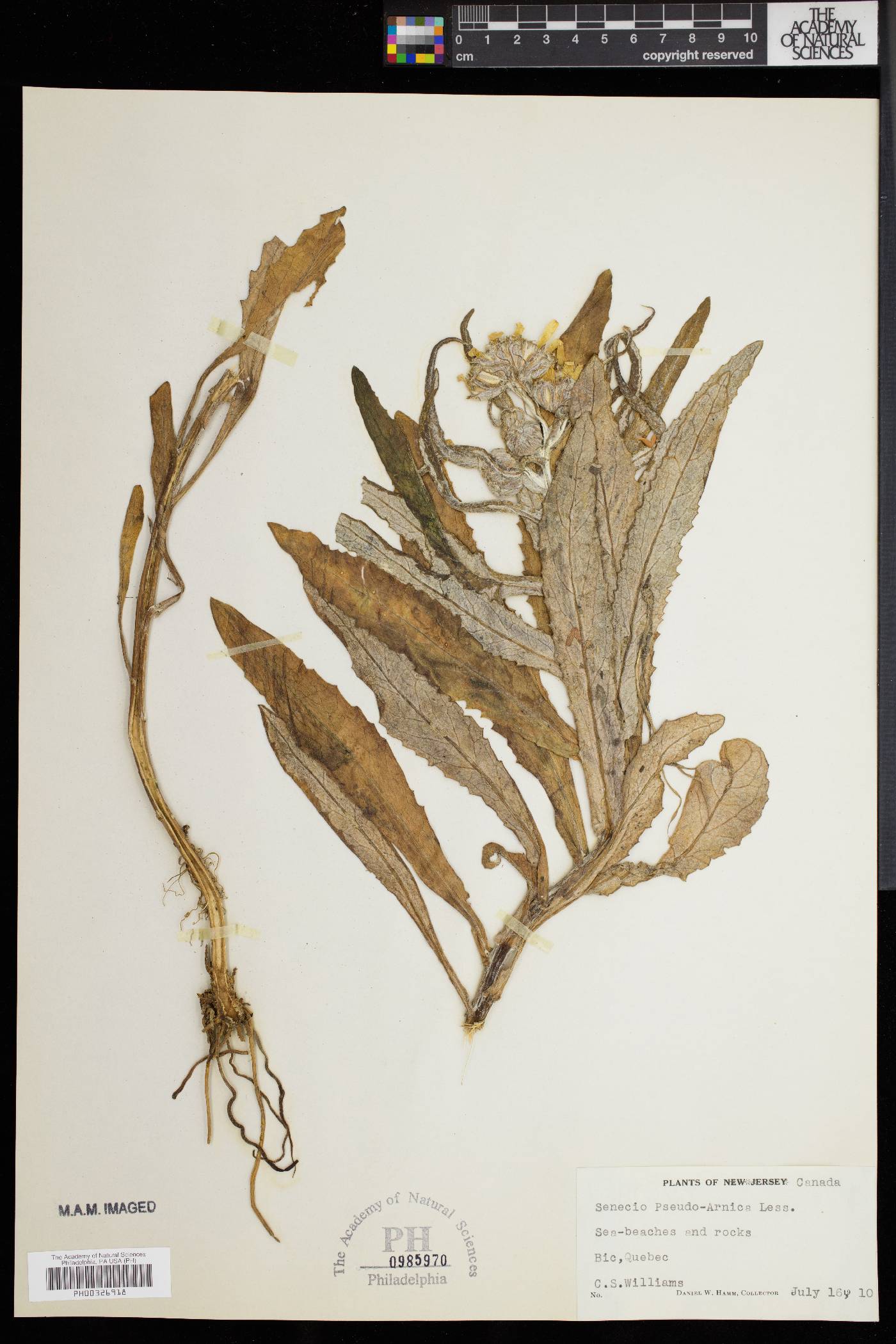 Senecio pseudoarnica image