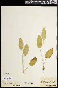 Packera tomentosa image