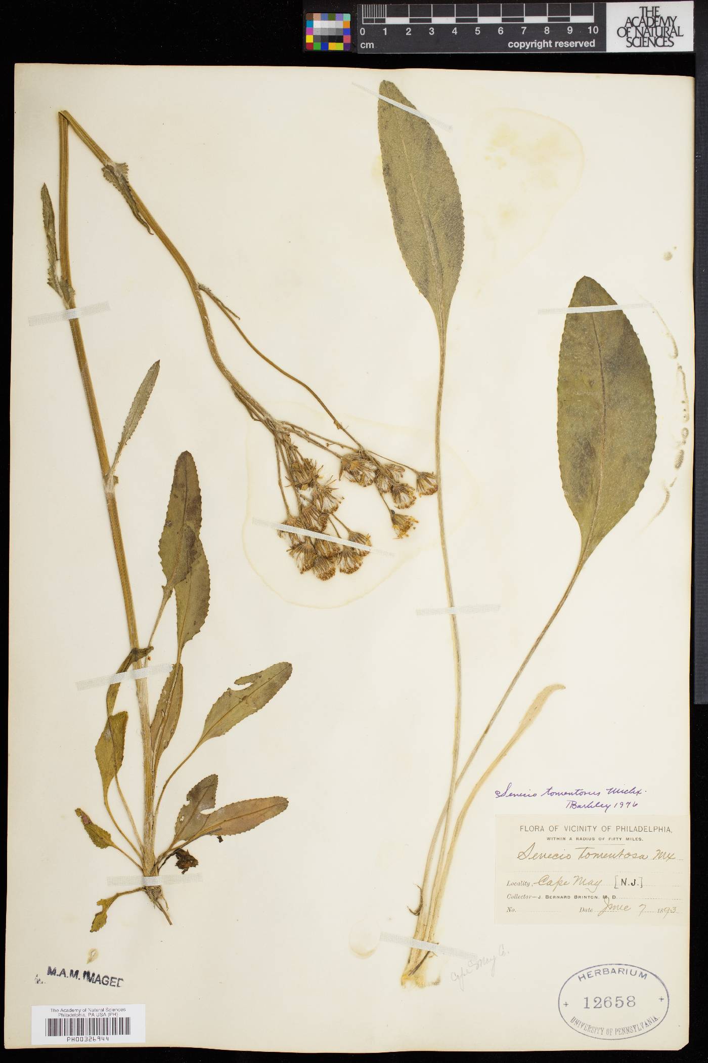 Packera tomentosa image