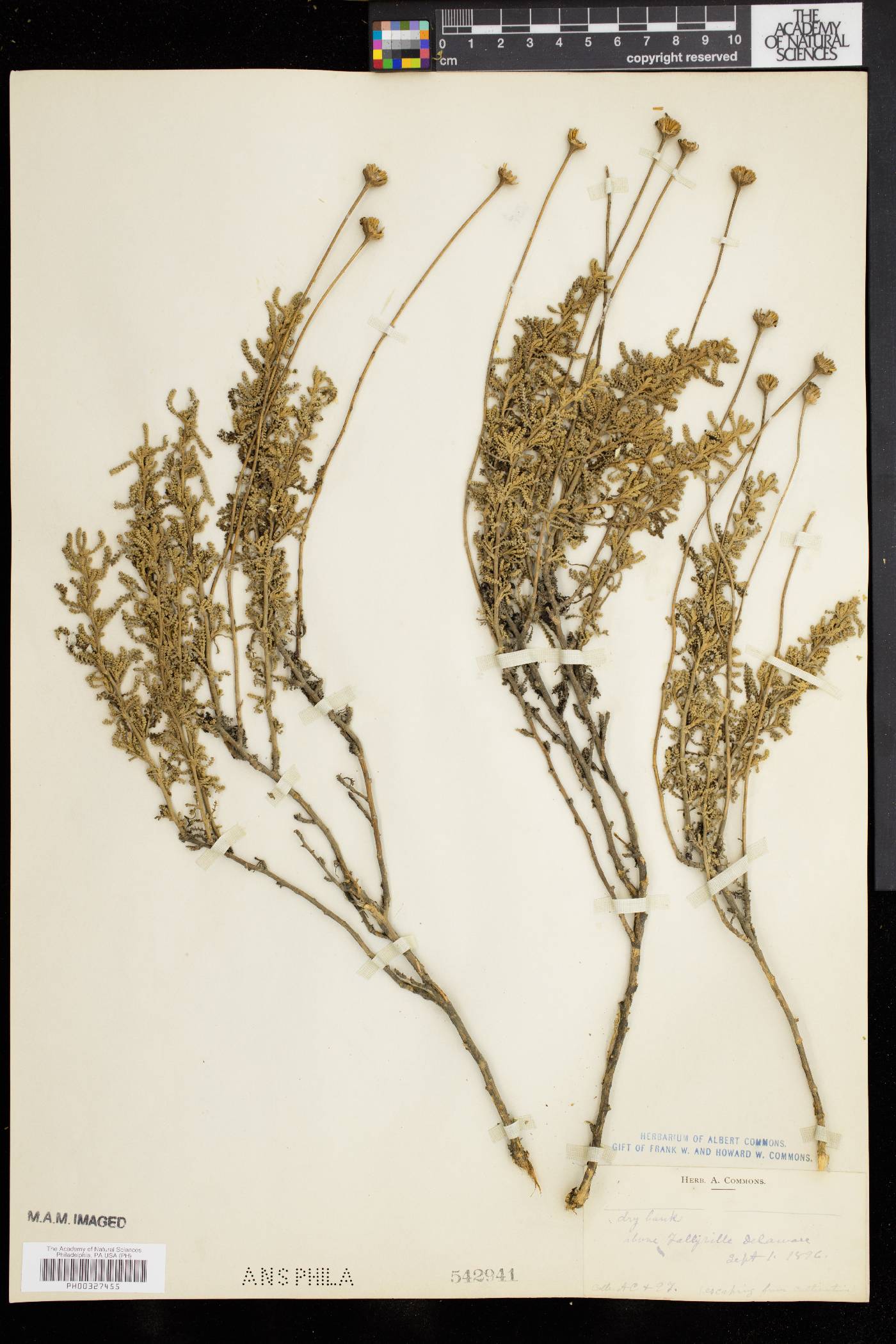 Santolina chamaecyparissus image