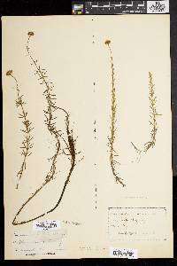 Sclerolepis uniflora image