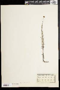 Sclerolepis uniflora image