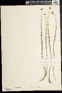 Sclerolepis uniflora image