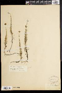 Sclerolepis uniflora image