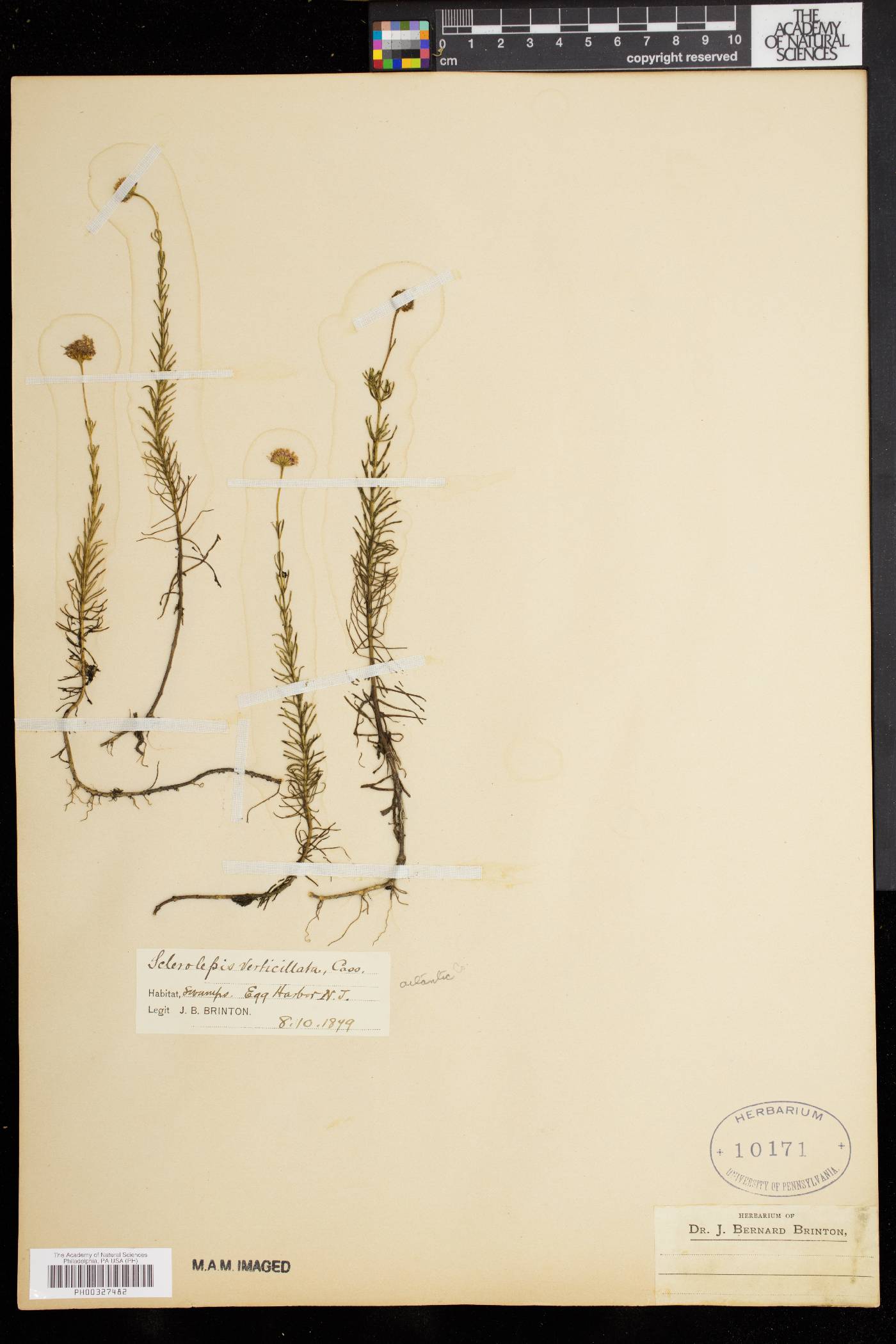 Sclerolepis uniflora image