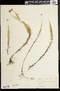 Sclerolepis uniflora image