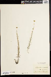 Sclerolepis uniflora image