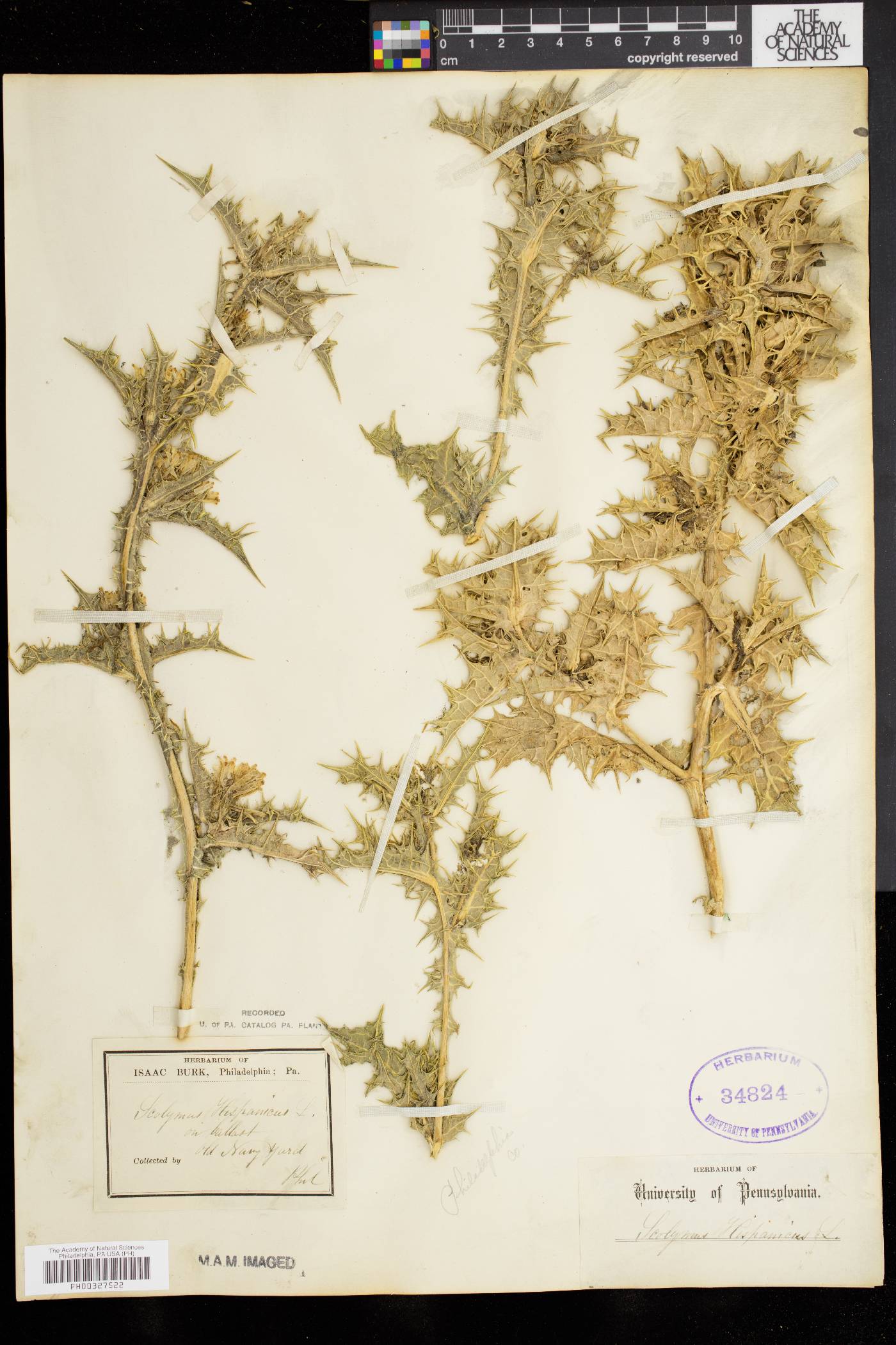 Scolymus hispanicus image