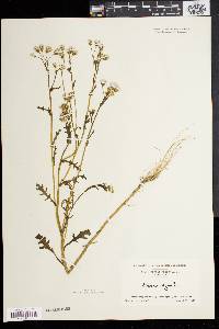 Senecio vulgaris image