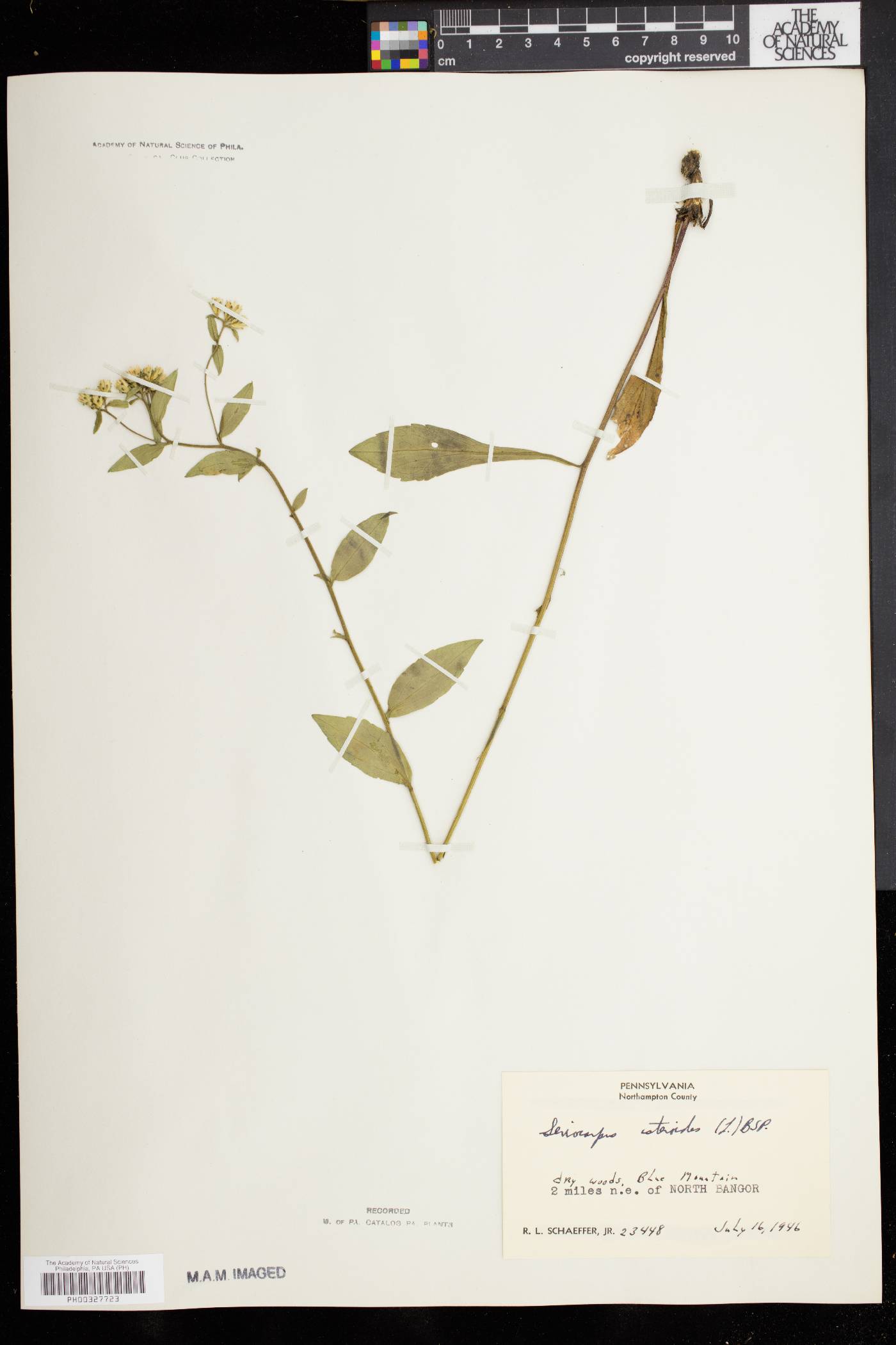 Sericocarpus asteroides image