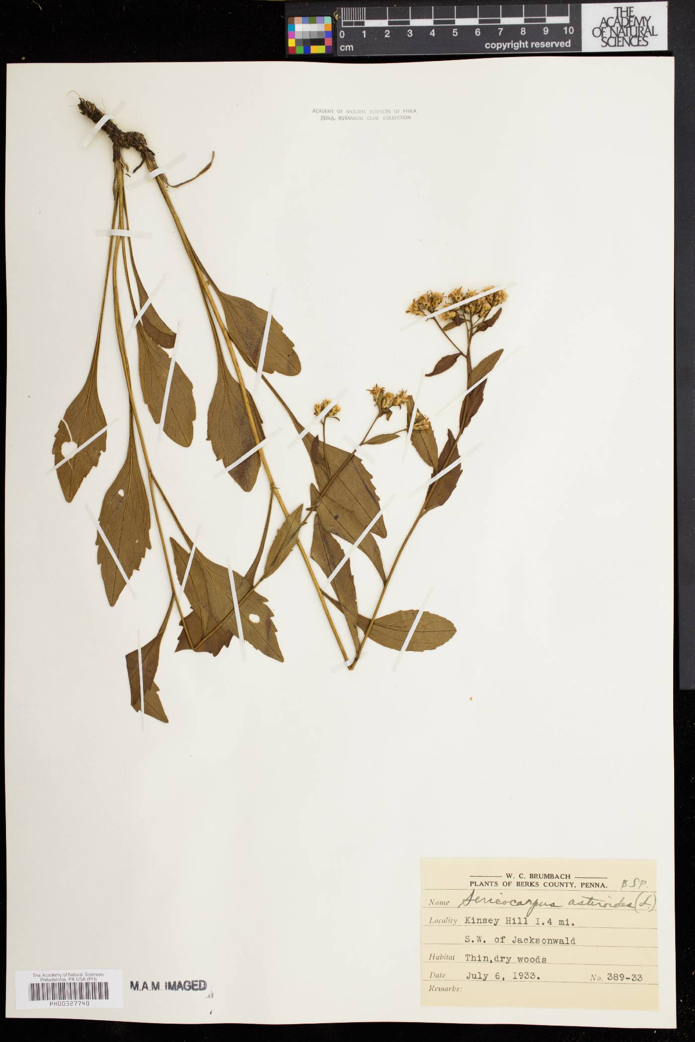 Sericocarpus asteroides image