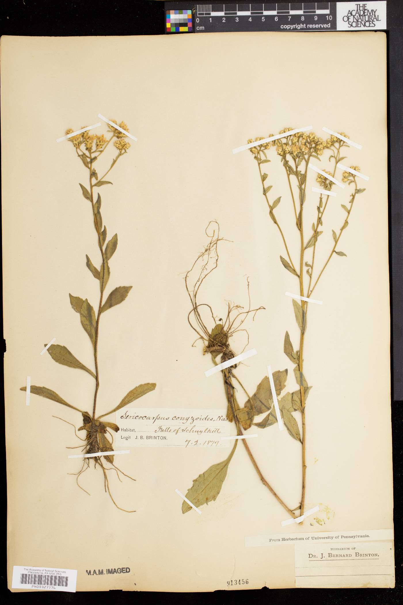 Sericocarpus asteroides image