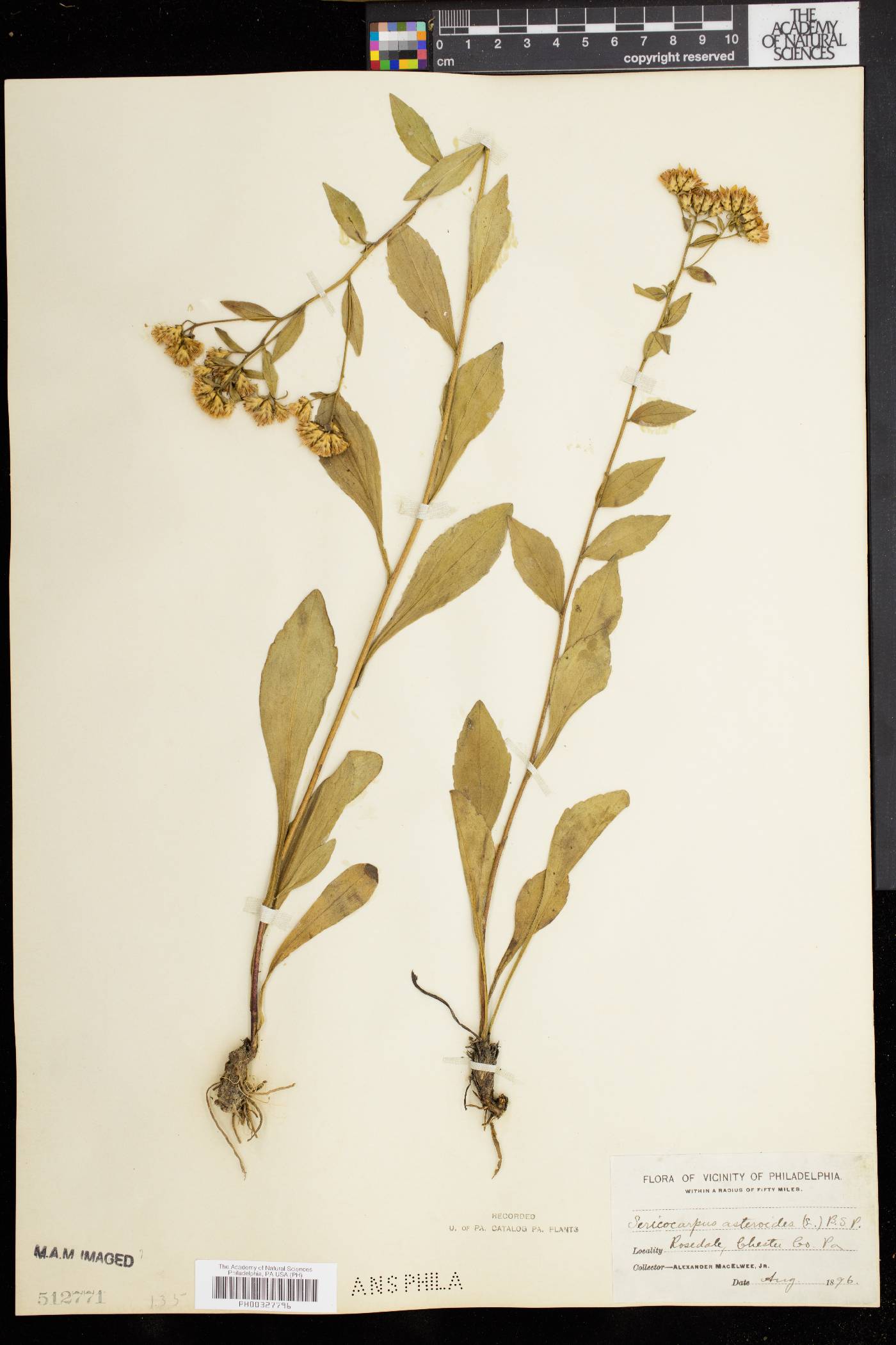 Sericocarpus asteroides image