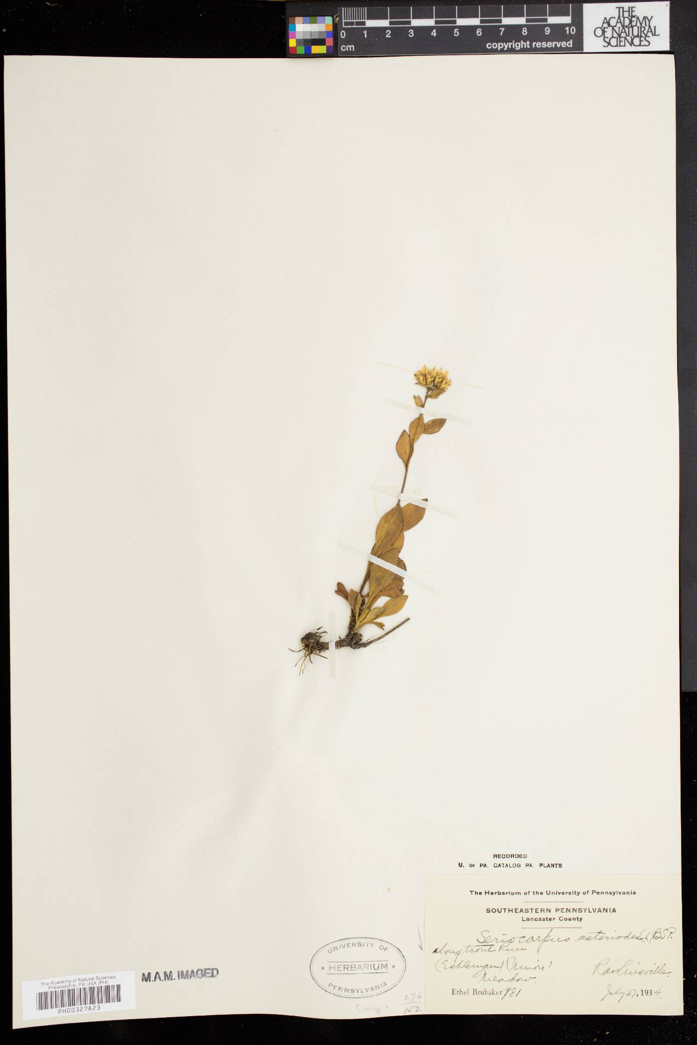 Sericocarpus asteroides image