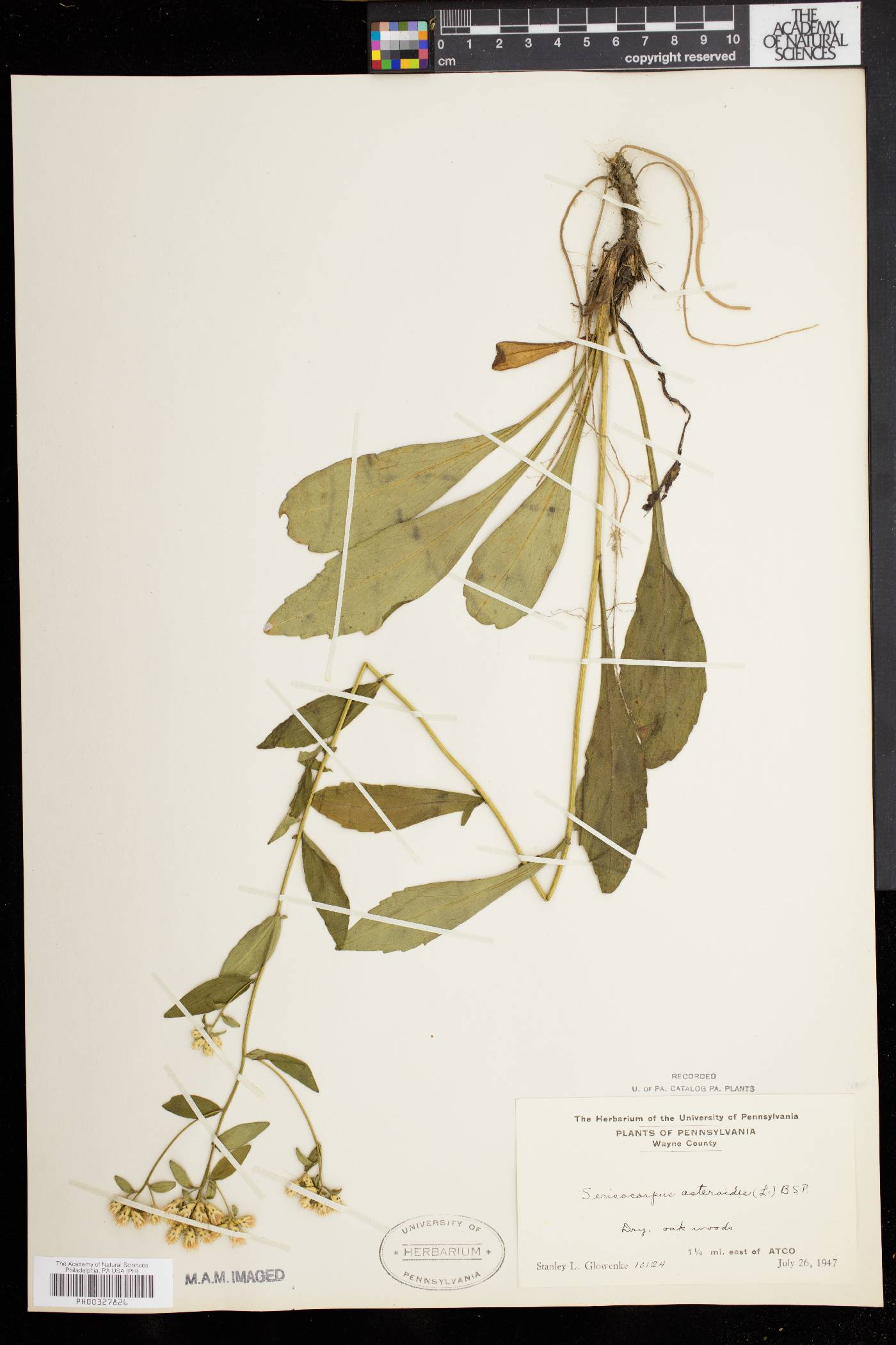 Sericocarpus asteroides image