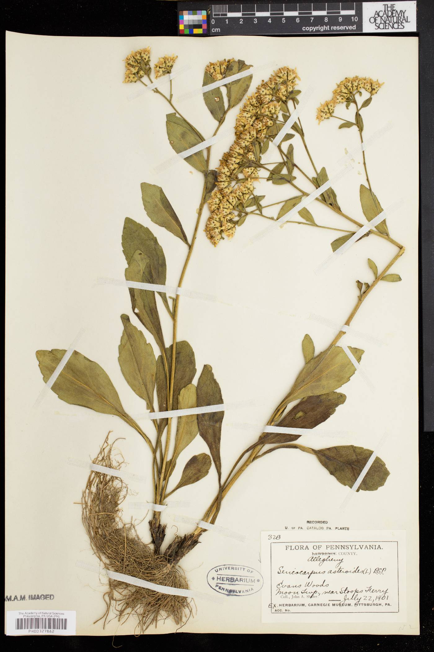 Sericocarpus asteroides image