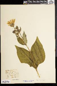 Silphium perfoliatum image