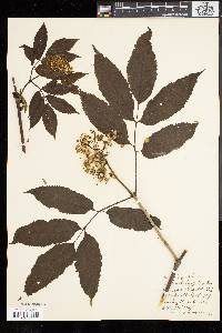 Sambucus racemosa subsp. racemosa image