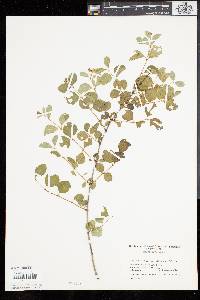 Symphoricarpos albus image