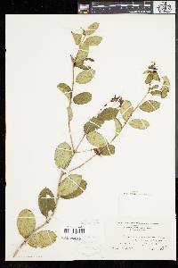 Symphoricarpos albus image