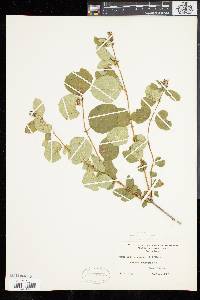 Symphoricarpos albus var. laevigatus image