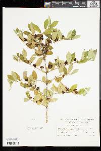 Lonicera tatarica image