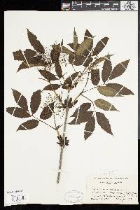 Sambucus racemosa subsp. racemosa image