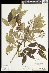 Sambucus racemosa subsp. racemosa image