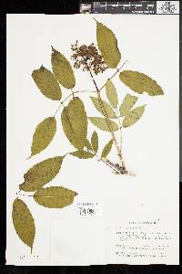 Sambucus racemosa subsp. racemosa image