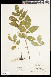Sambucus racemosa subsp. racemosa image