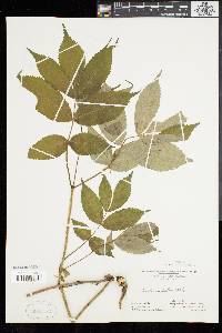 Sambucus racemosa subsp. racemosa image