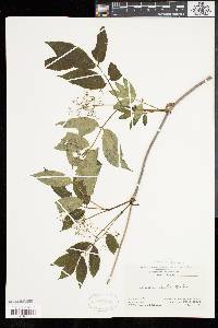 Sambucus racemosa subsp. racemosa image
